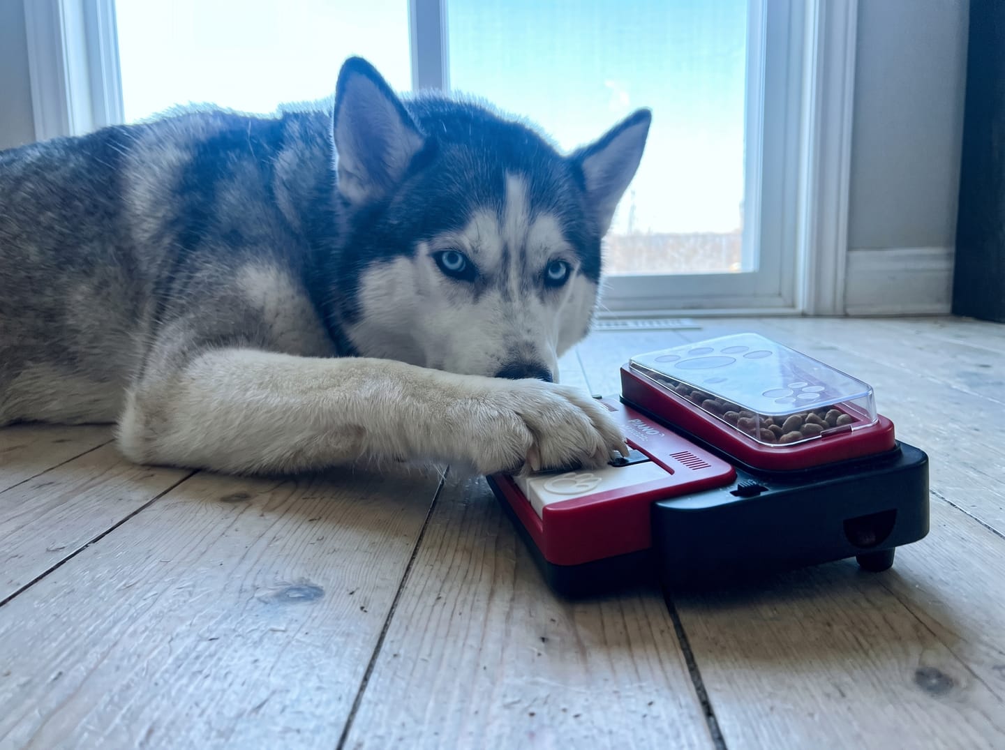 Customer photo review of PianoFeeder™ Interactive Dog Treat Dispenser