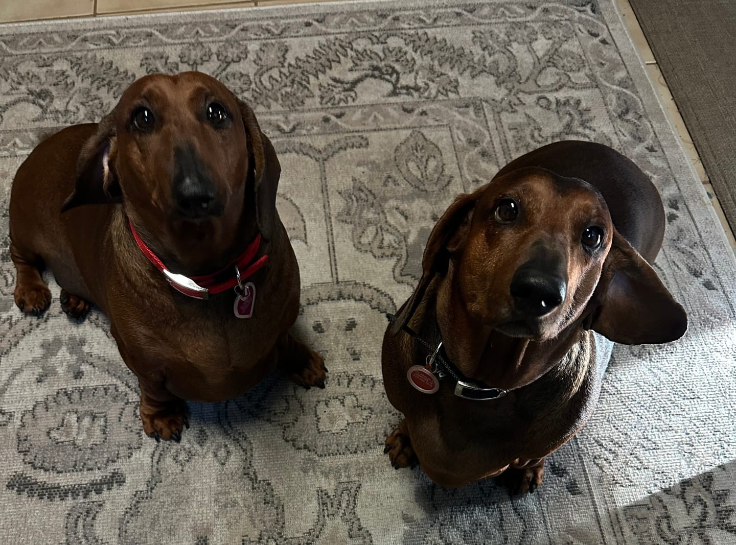 Customer photo review of ProDenta by PupLabs™ - Advanced Dental Health for Dogs
