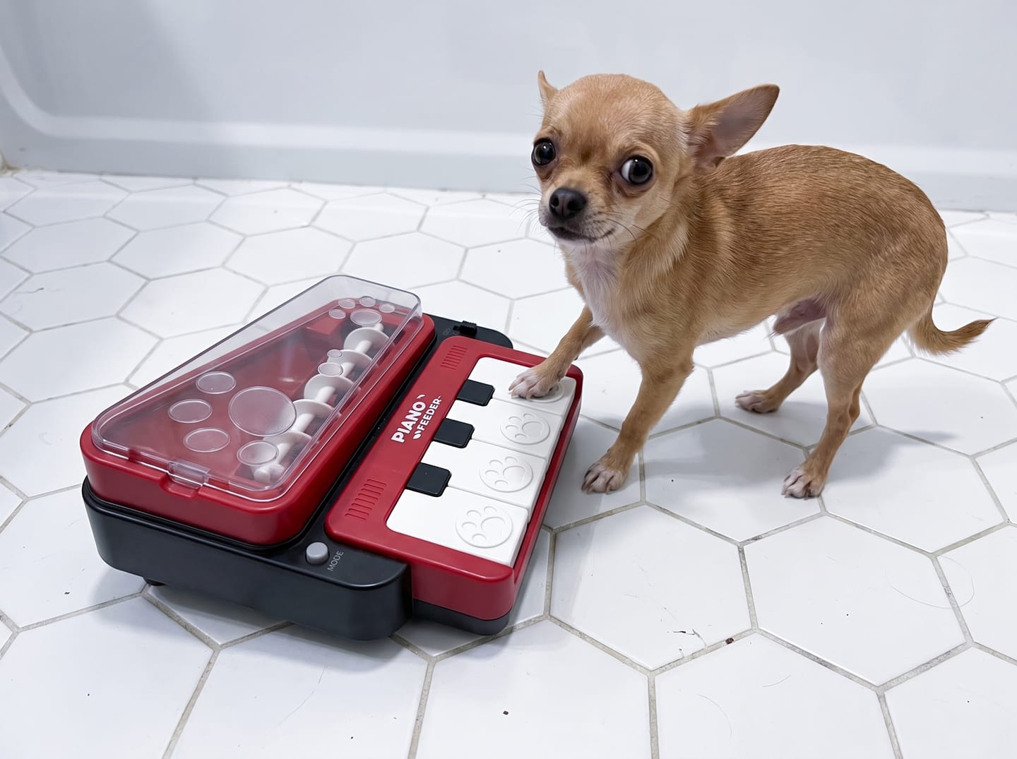 Customer photo review of PianoFeeder™ Interactive Dog Treat Dispenser