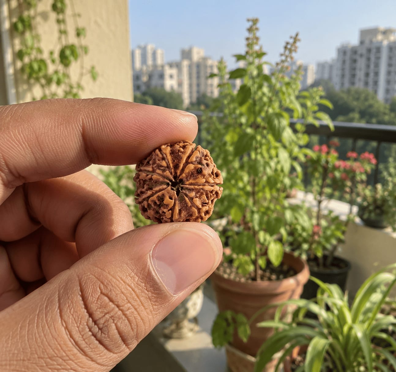 Customer photo review of 7 Mukhi Rudraksha (Nepali)
