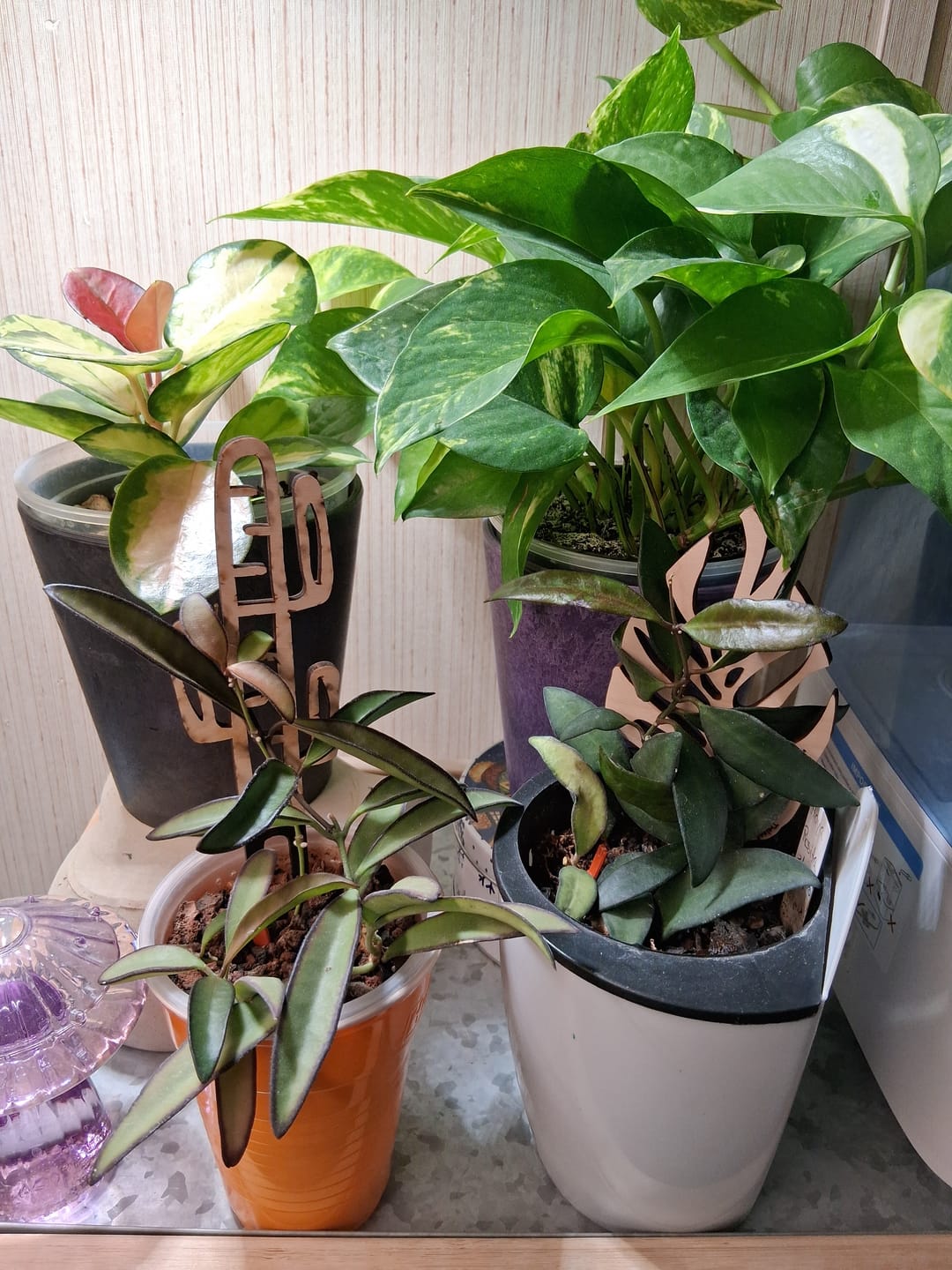 Customer photo review of BARE Mini Trellises - Assorted 4 designs