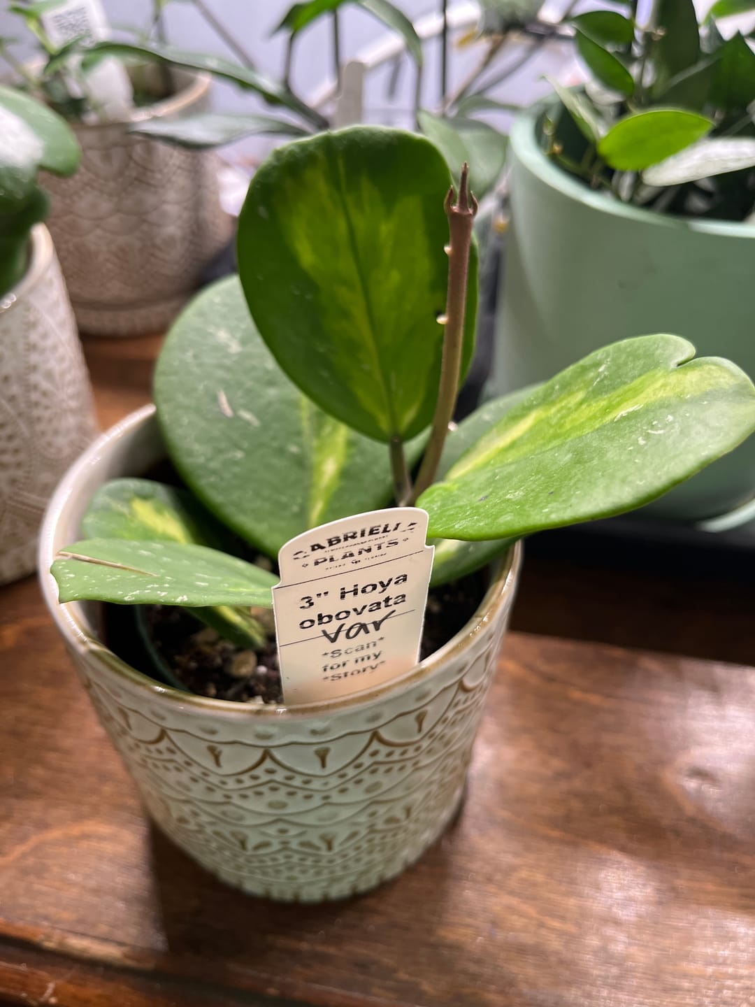 Customer photo review of Hoya obovata 'Variegata'