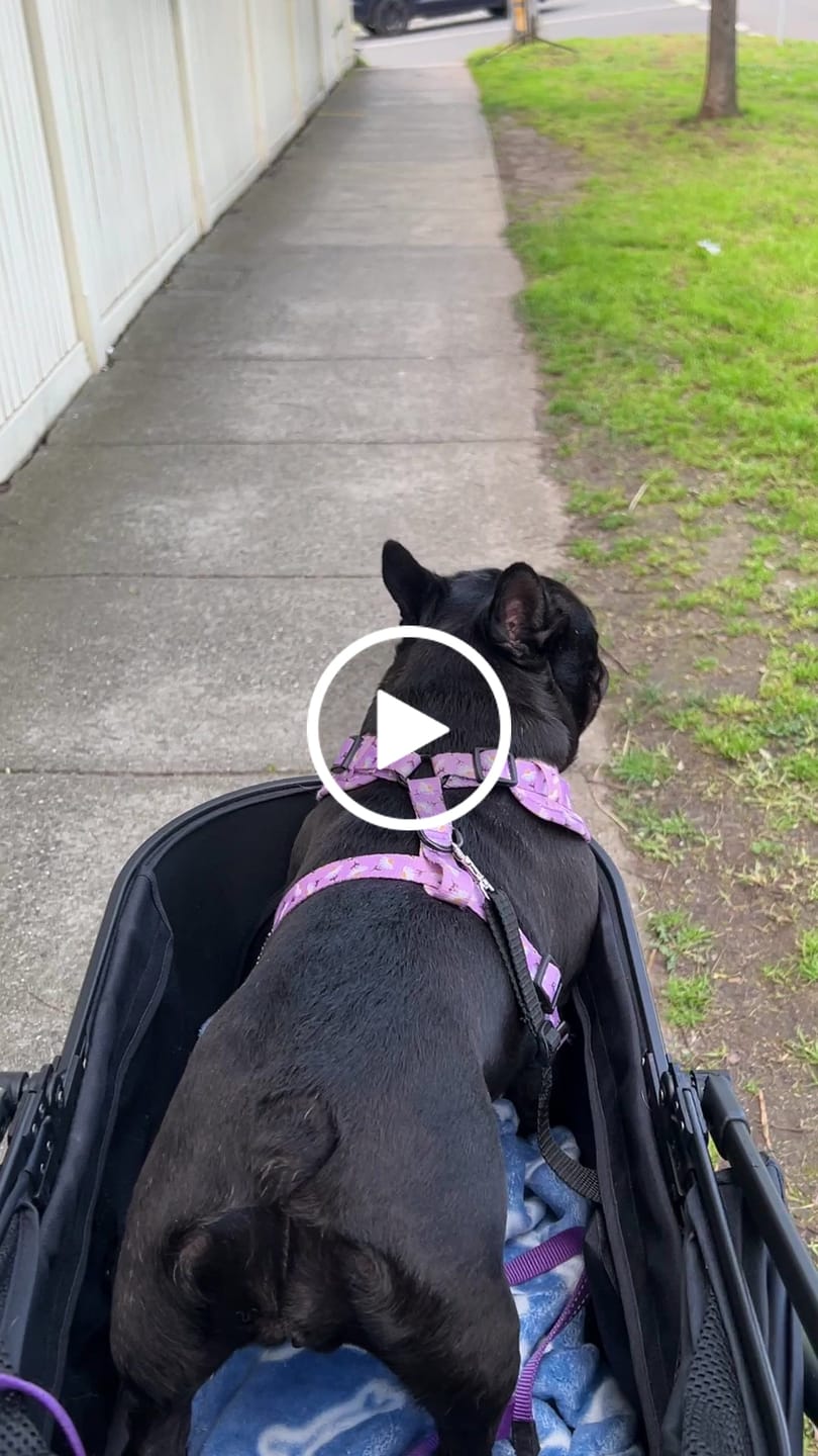 Customer video review of Fur King Jogger Dog Pram