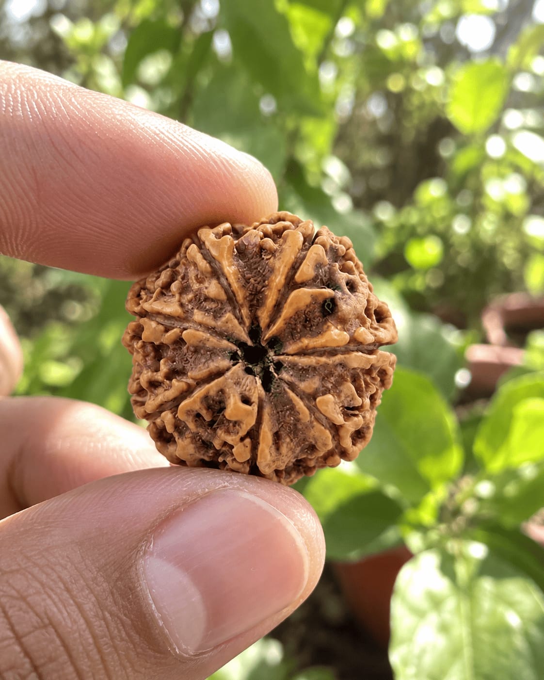 Customer photo review of 7 Mukhi Rudraksha (Nepali)