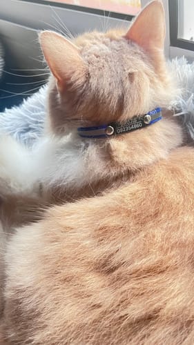 Customer photo review of Pack x3 Collares Remachados para Gato