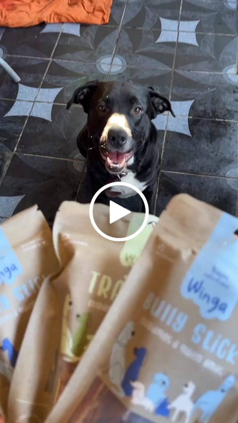 Customer video review of Bully Stick