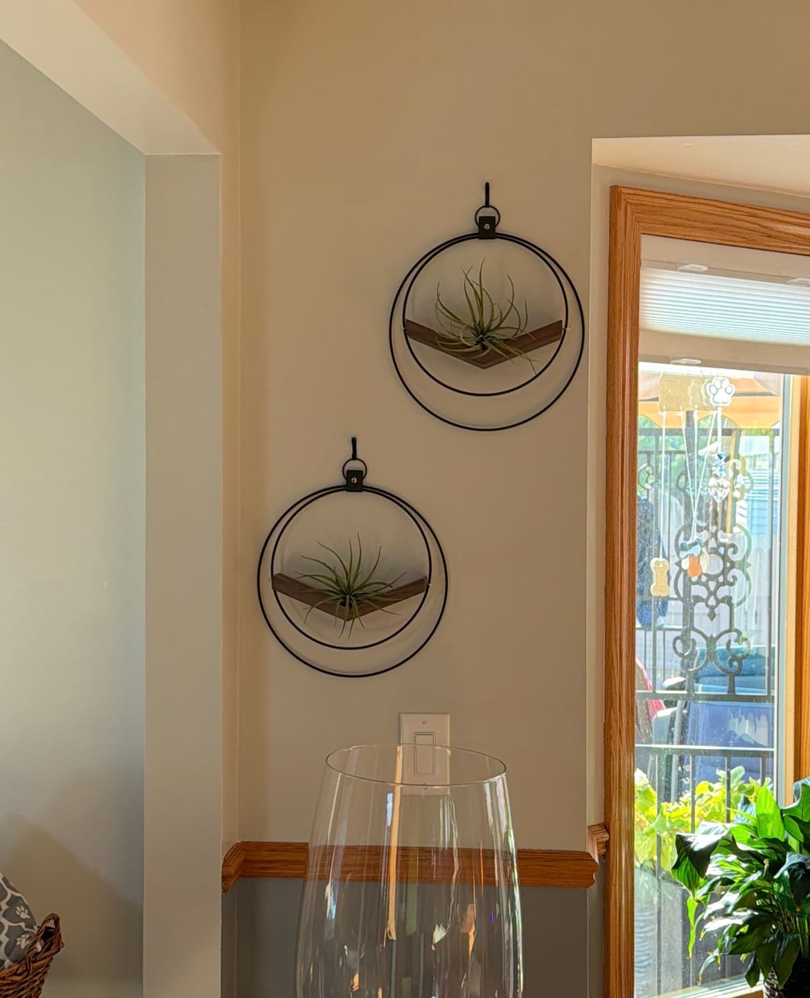 Customer photo review of Air Plant V-Hanger Duo