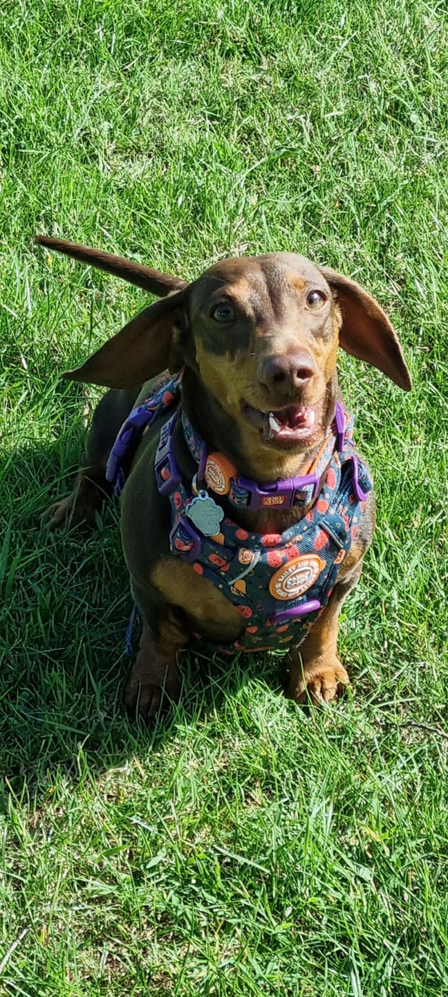 Customer photo review of Plum Tweed Trail & Glow Dog Harness, Lead & Collar Bundle