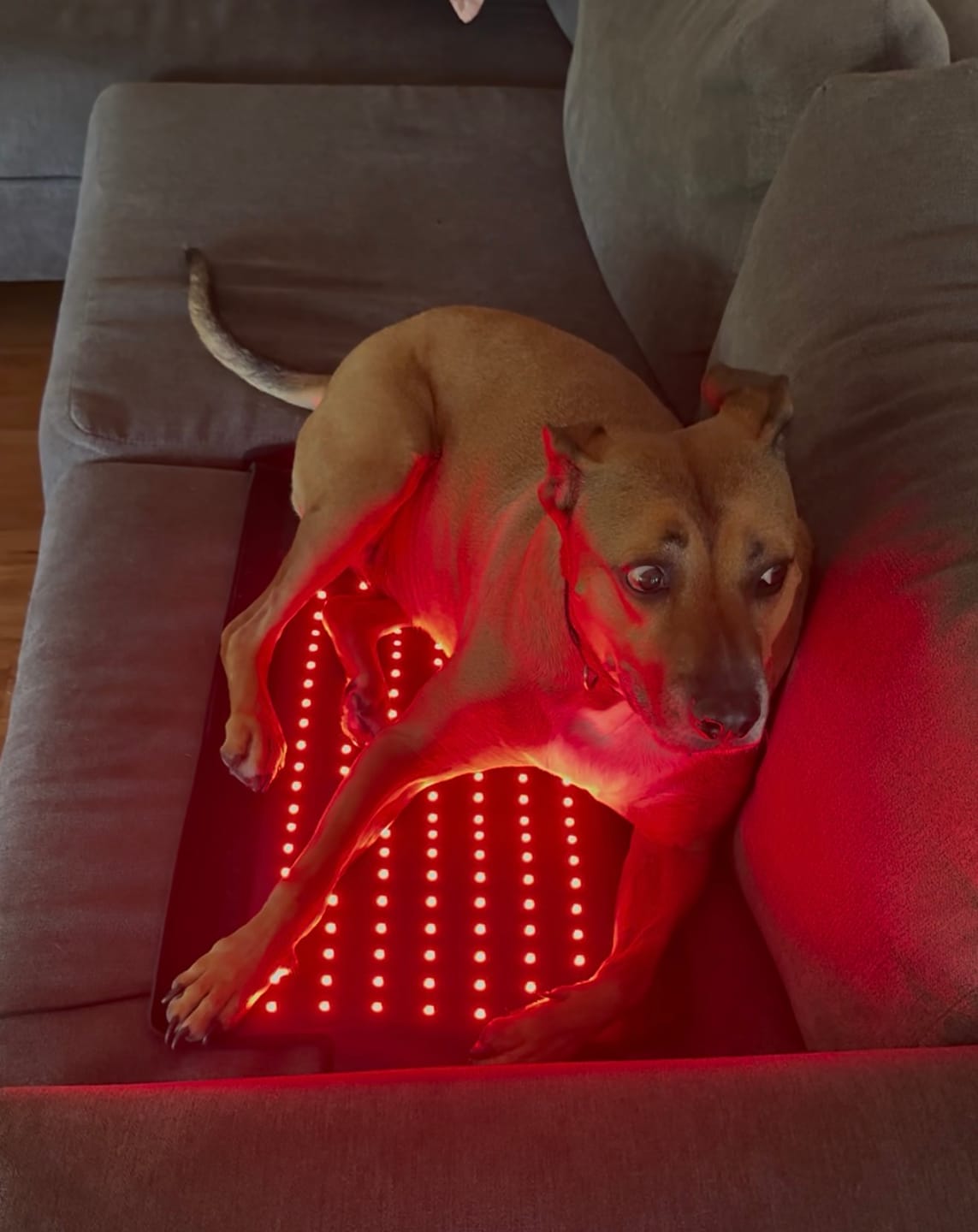 Customer photo review of Red Paw Recovery Bundle