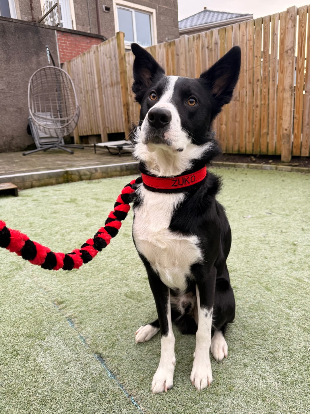 Customer photo review of Custom Collar & Lead Set