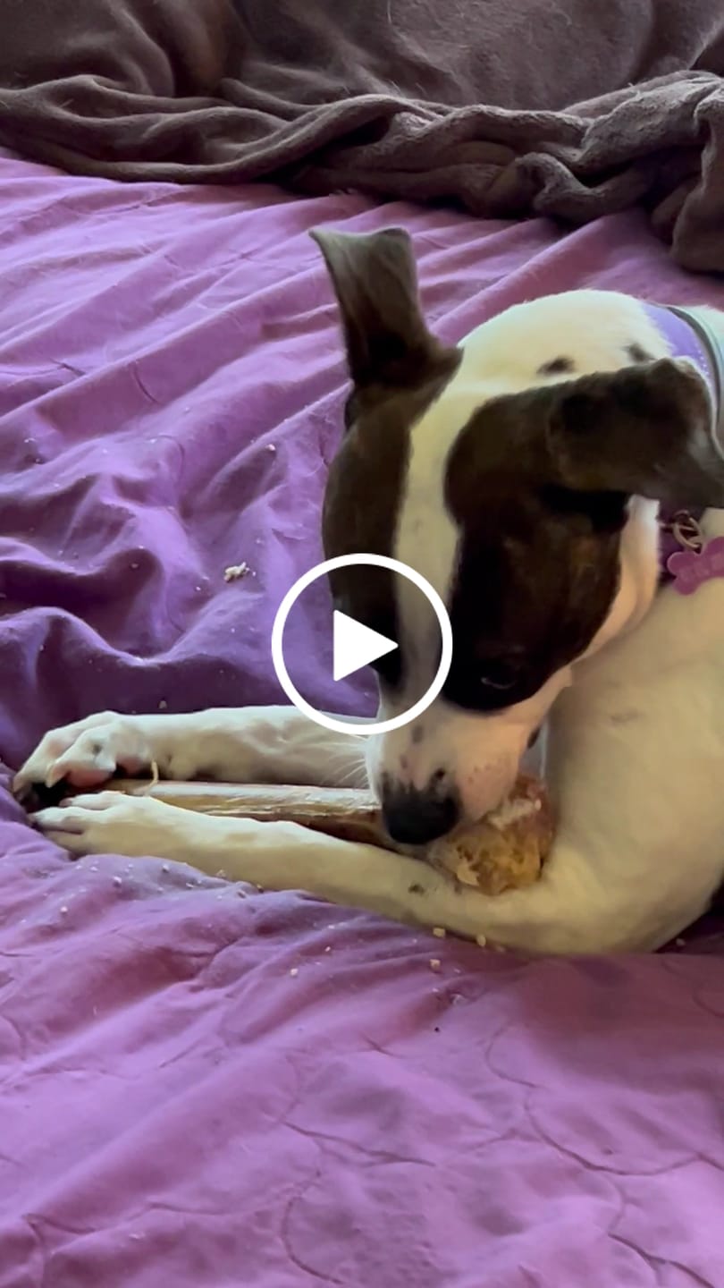 Customer video review of Medium Ostrich Cane (10" x 3"): The Long-Lasting, Flavor-Packed Chew for Medium & Large Dogs