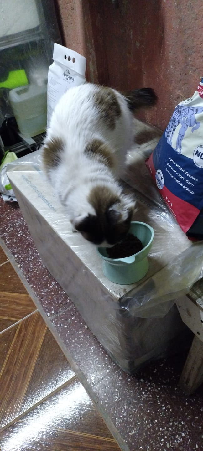 Customer photo review of PetFamily Foods Gato Pollo-Salmón