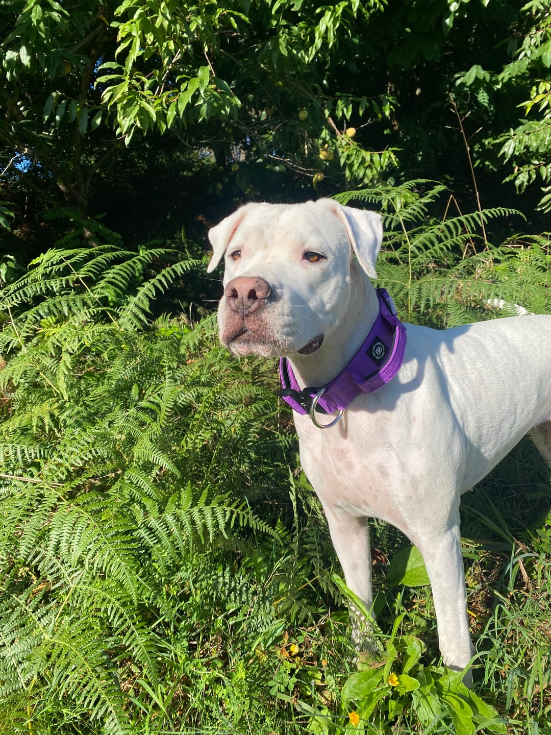 Customer photo review of 3M Lighter Swivel Combat Leash | Anti-Tangle & Secure Clip - Purple x Metal Grey