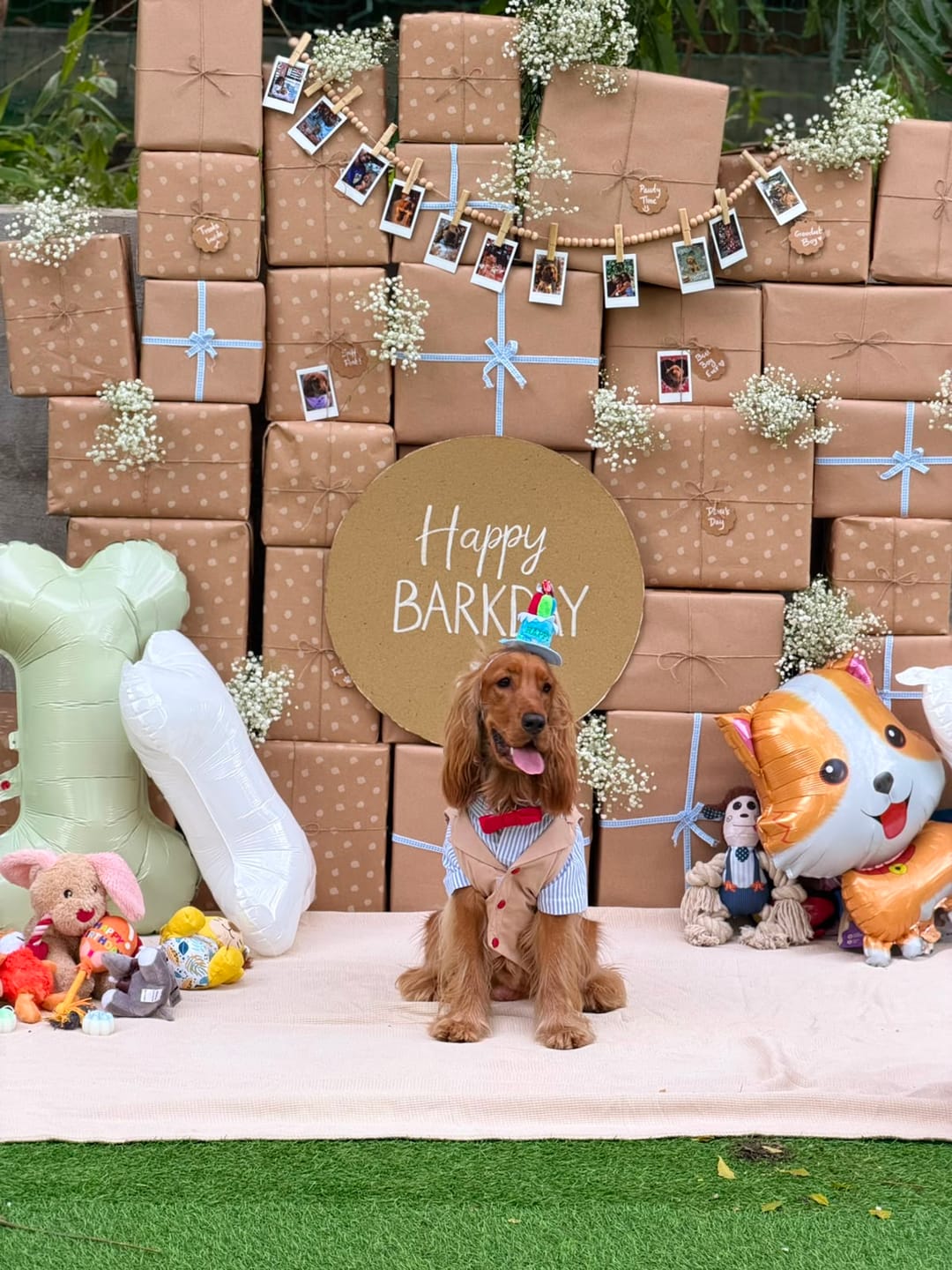 Customer photo review of Pet Dog Cat Pre-Order Happy Birthday Party Candle Hat With Adjustable Band