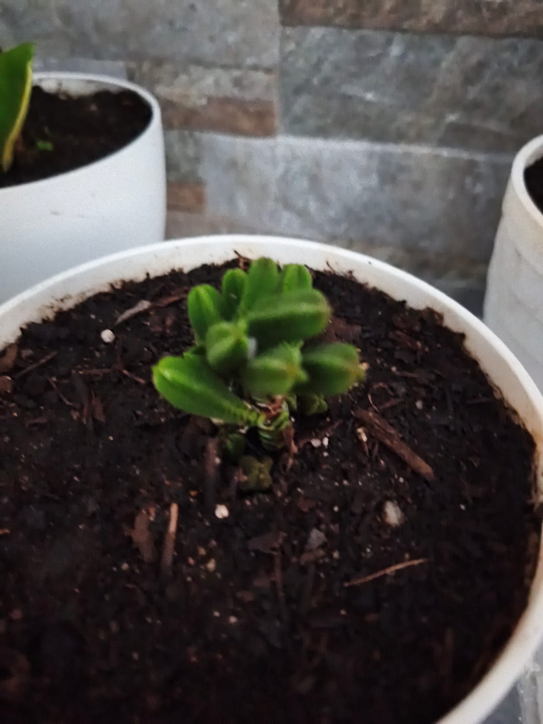 Customer photo review of Crassula pyramidalis "Pagoda Mini Jade"