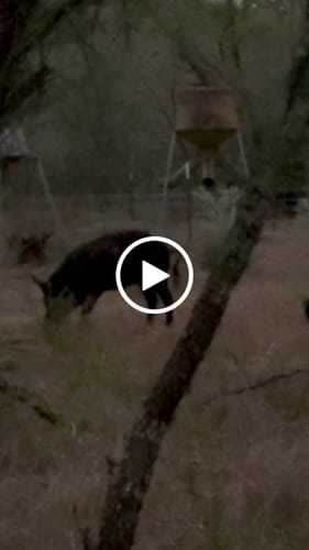 Customer video review of Cut on Contact Titanium Broadheads (3 Pack)