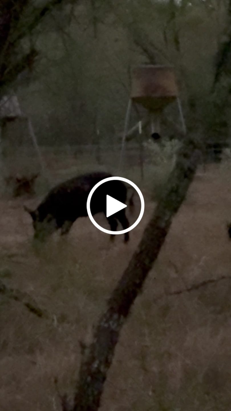 Customer video review of Cut on Contact Titanium Broadheads (3 Pack)
