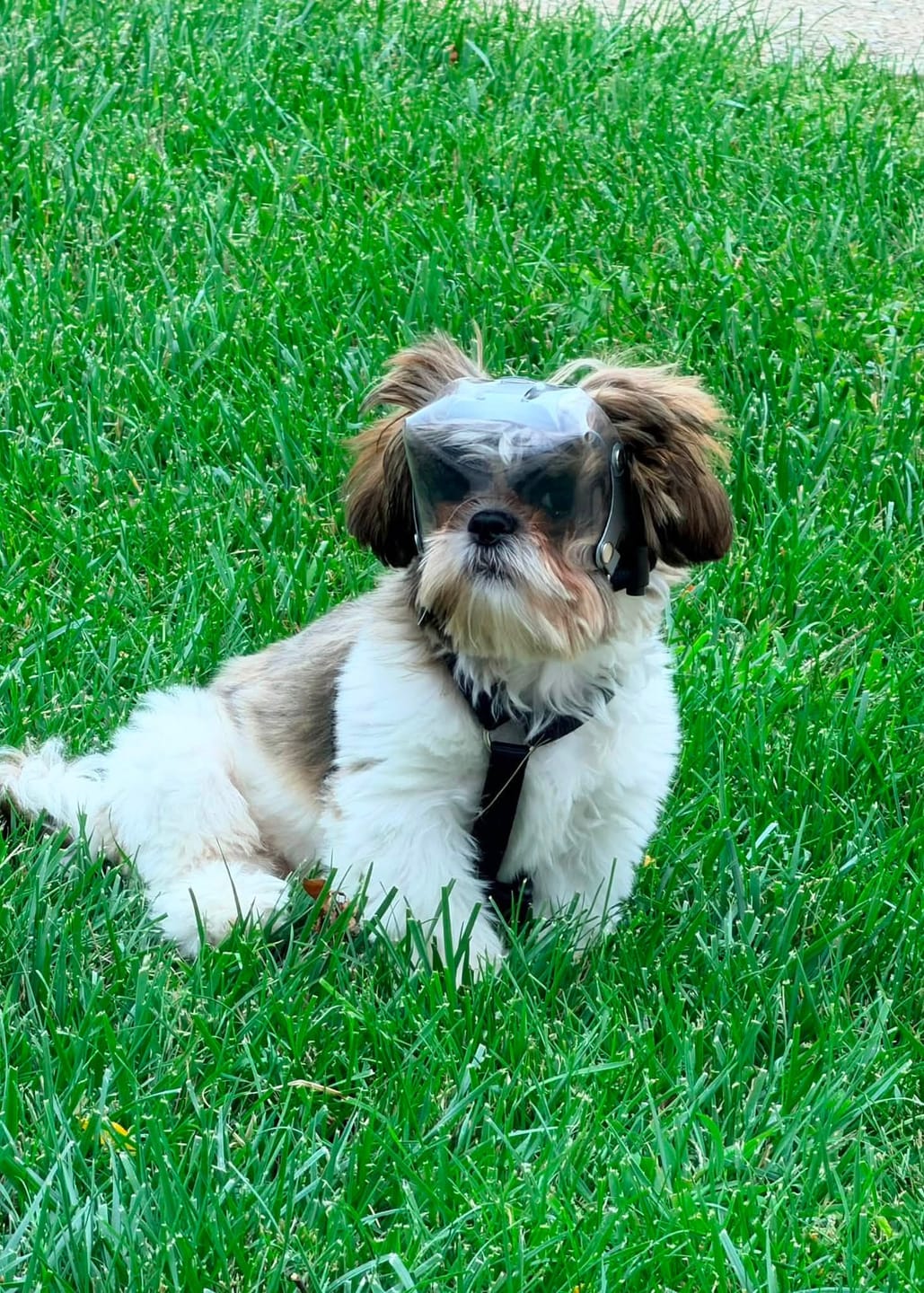 Customer photo review of OptiVizor - Short Snout Version - Clear UV Tint