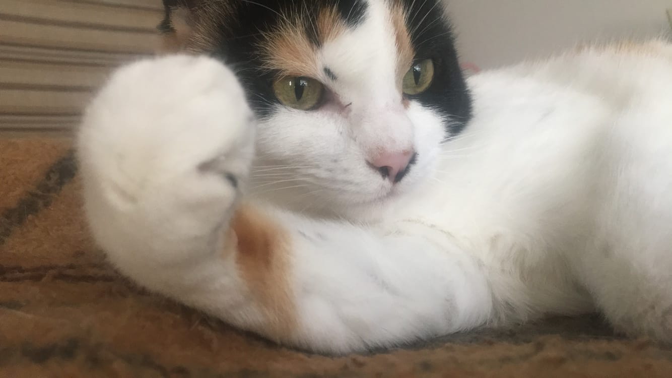 Customer photo review of Michu NatureMix Plant Cat Litter –Tofu & Cassava Blend  Litter 5.5lb/88oz