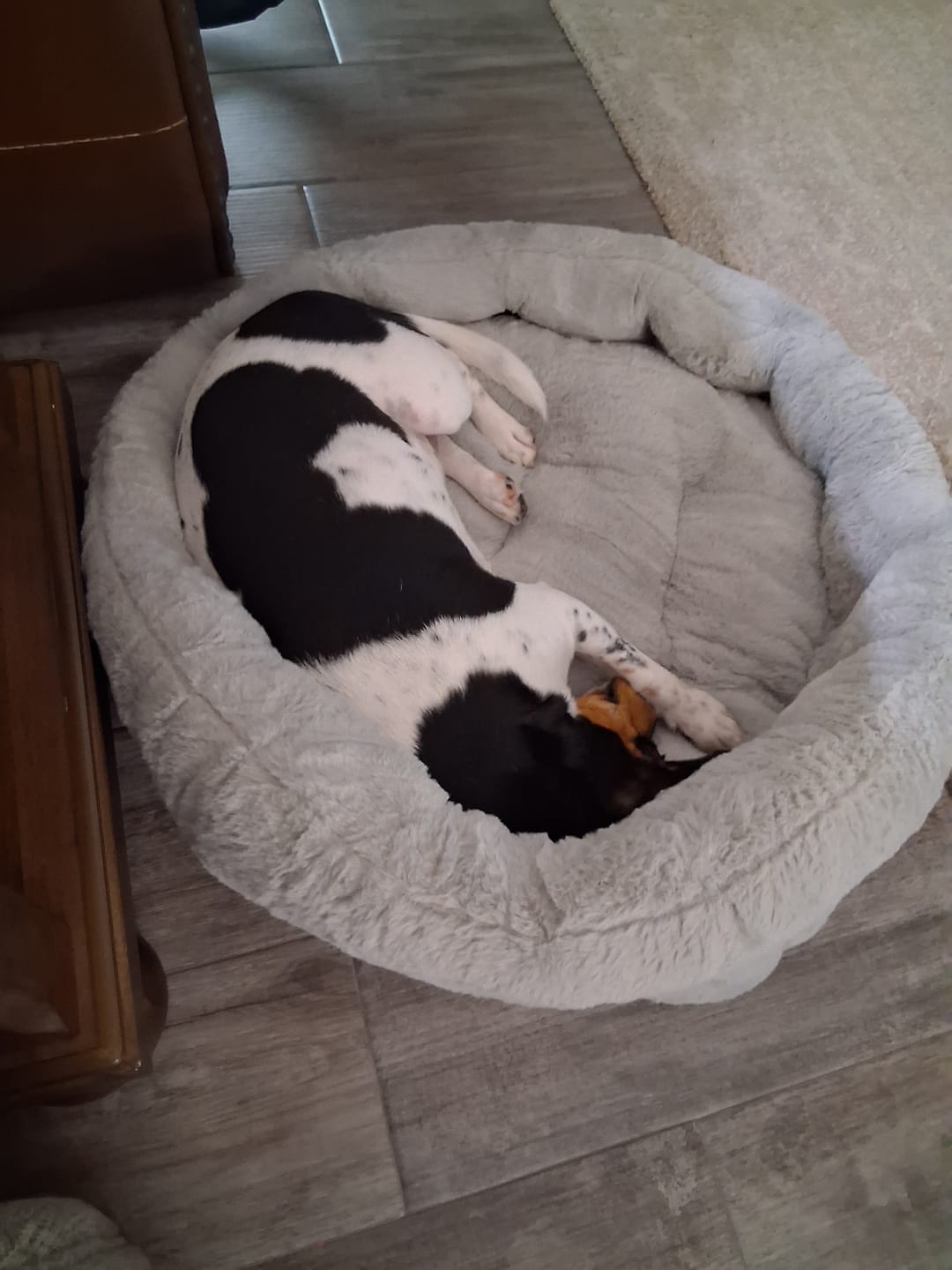 Customer photo review of Calming Lounger Dog Bed