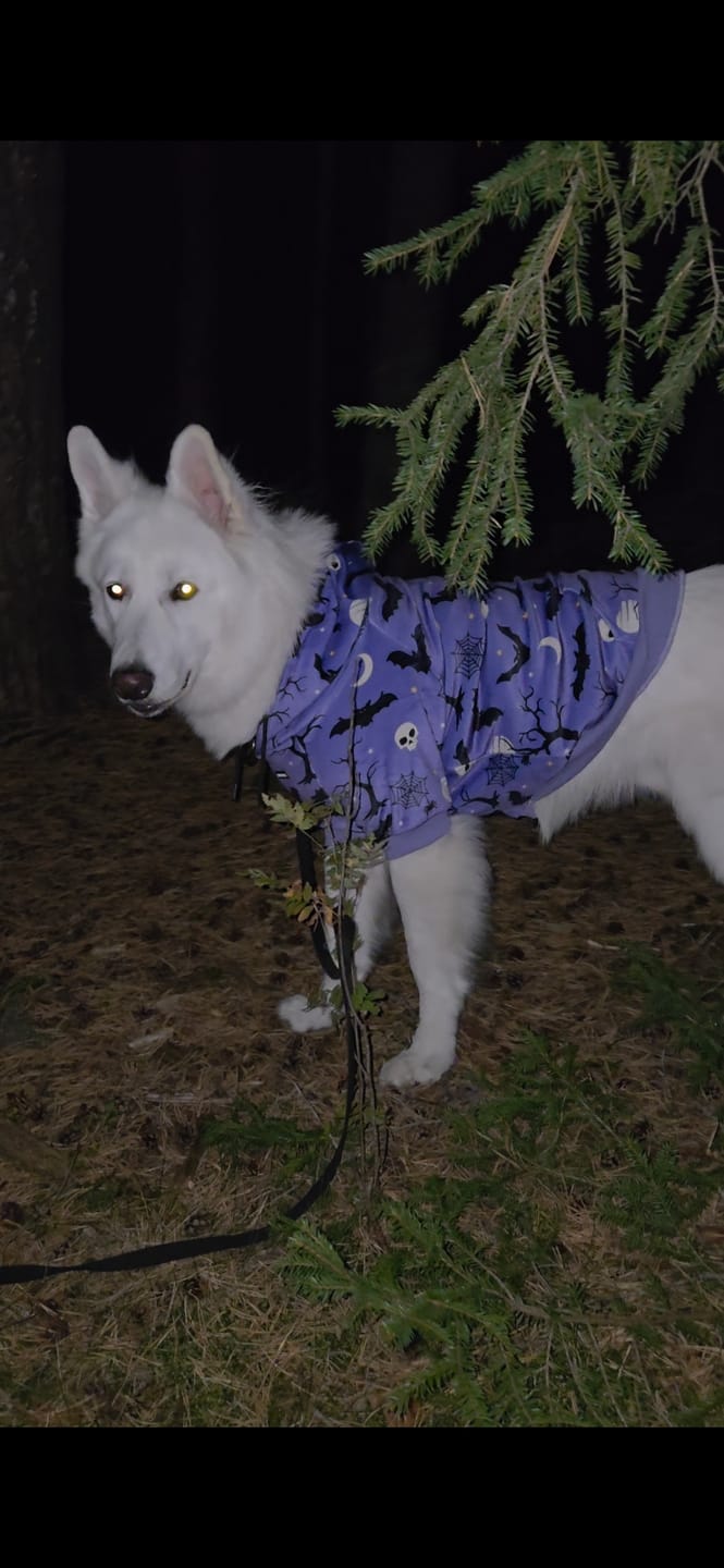 Customer photo review of Halloween Dog Hoodie - Purple