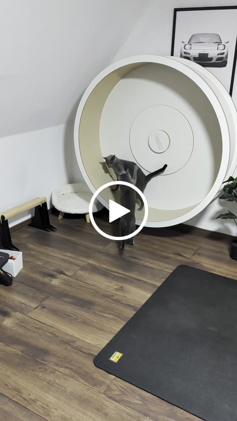 Customer video review of Elmato Katzenlaufrad Rocky Wandlaufrad