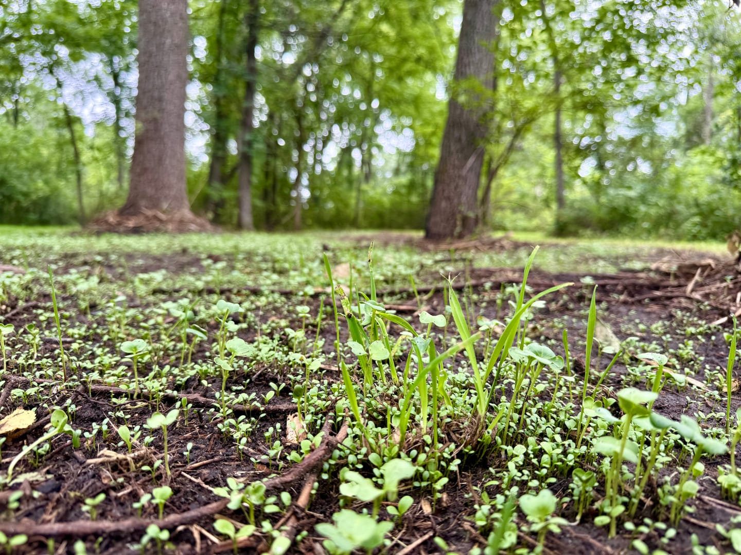Customer photo review of No Till No Problem