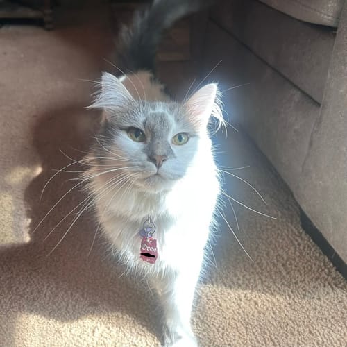 Customer's cat wearing a small, engraved PET TAG on its collar.