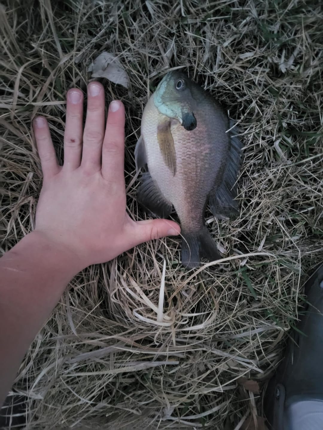 Customer photo review of [6PCS] TRUSCEND Smallest Jointed Swimbaits