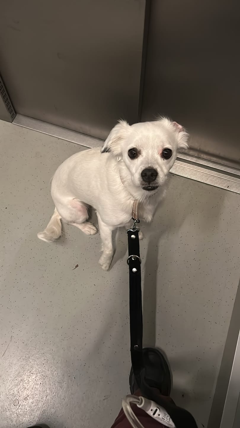 Customer photo review of Multi Guard Leash Svart - Multi-väktarkoppel