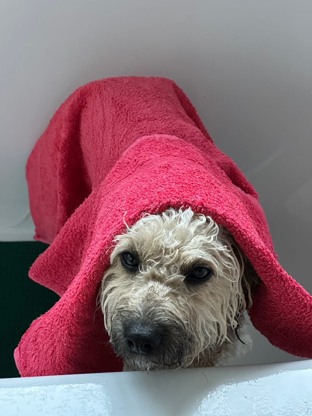 Customer photo review of Hundeshampoo - feuchtigkeitsspendes Shampoo