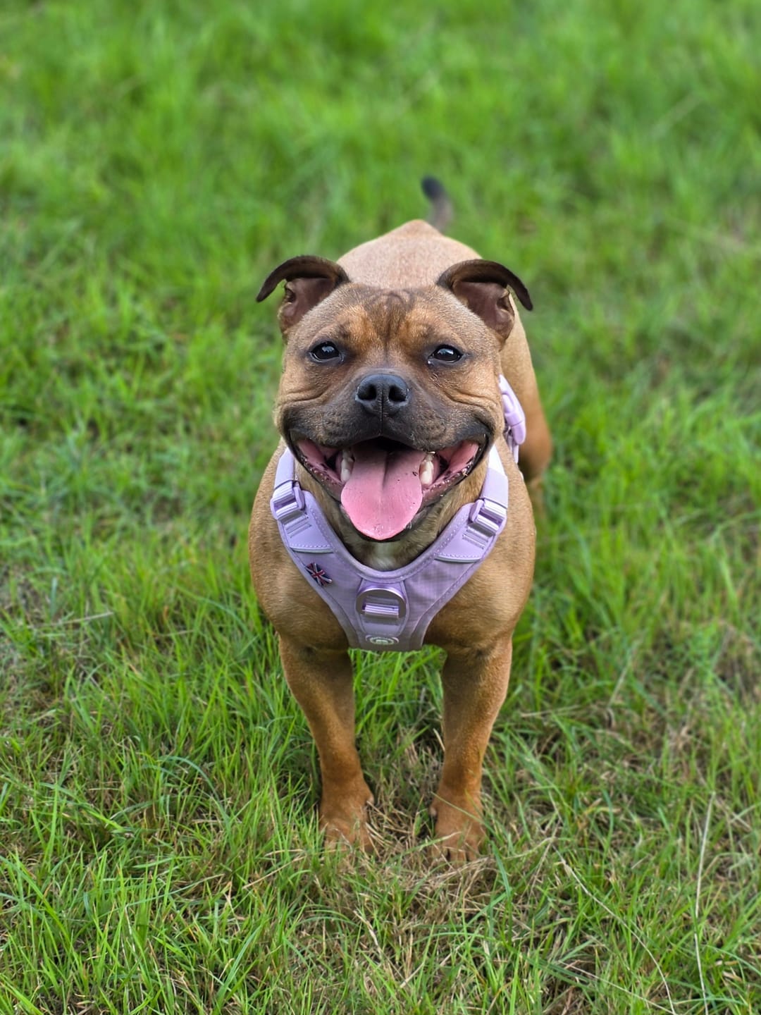 Customer photo review of Anti Pull Hurricane Harness Lighter | With Handle - Lavender X Ube