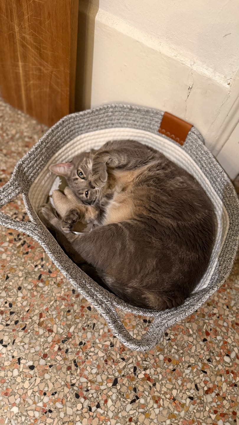 Customer photo review of Instinct Basket | Meet the first research-backed natural territory for indoor cats