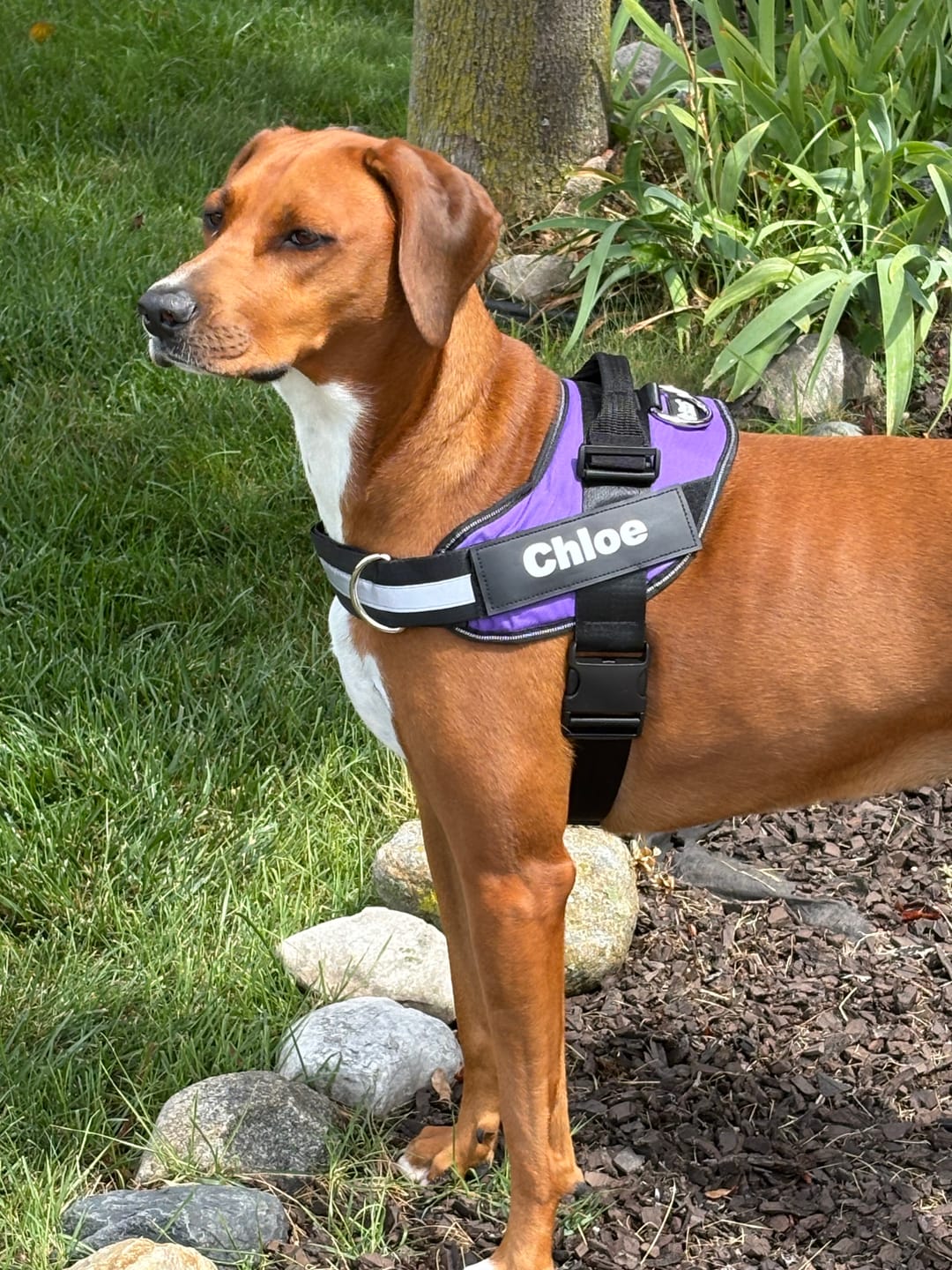 Customer photo review of Dogshood ™ No Pull Harness