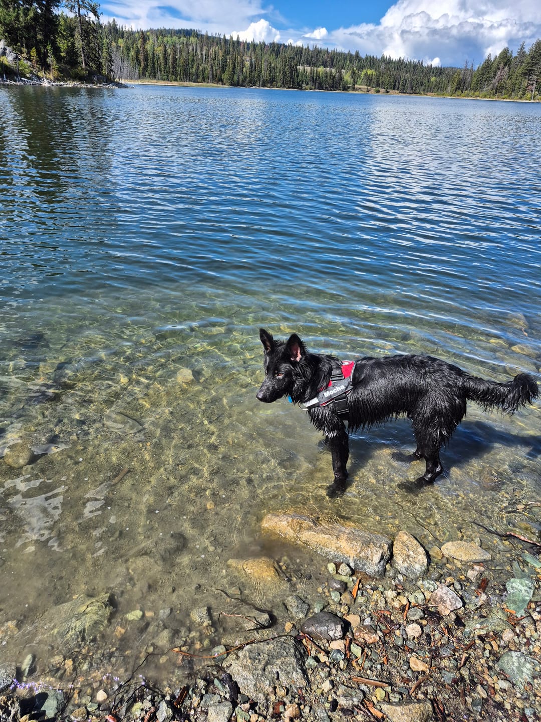 Customer photo review of Dogshood ™ No Pull Harness