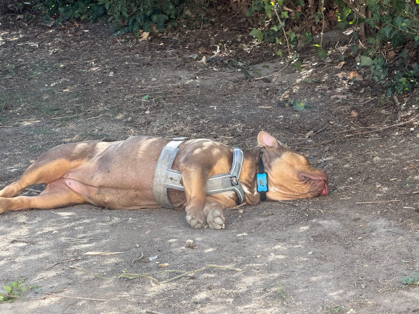 Customer photo review of Collier Anti Aboiement Sans choc Electrique PuppySafe™