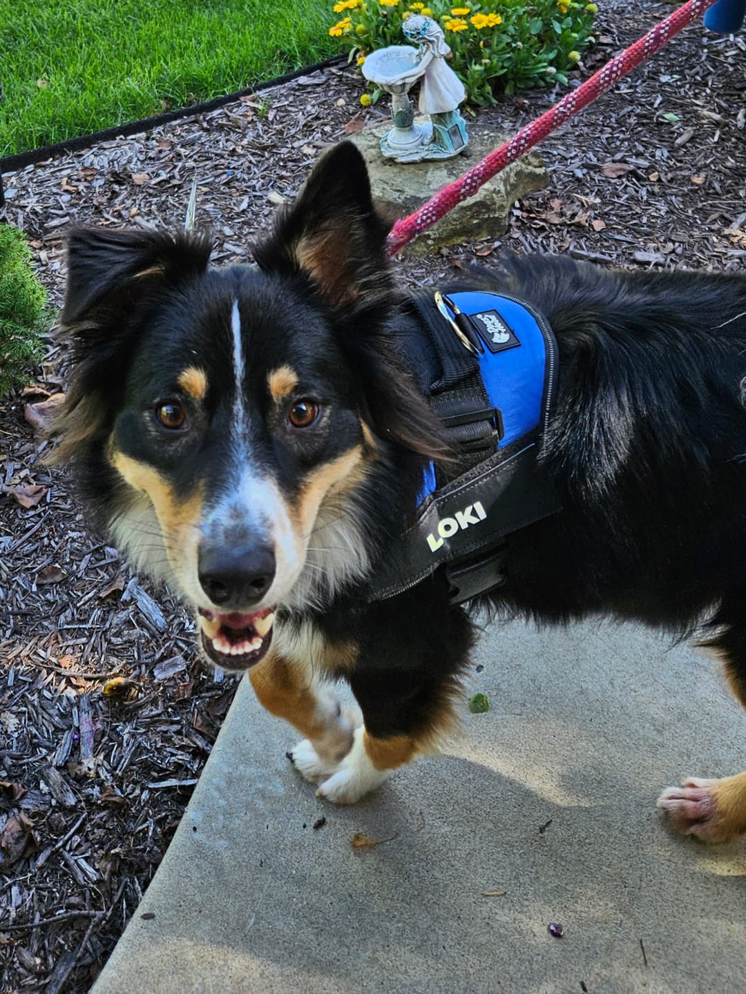 Customer photo review of Personalized Dog Harness