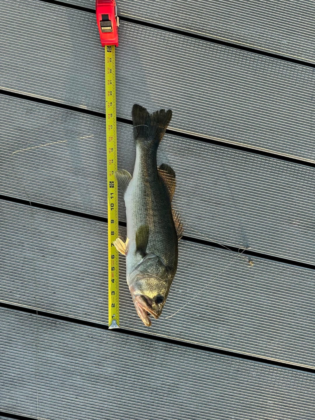 Customer photo review of Pre-Rigged Soft Fishing Lures
