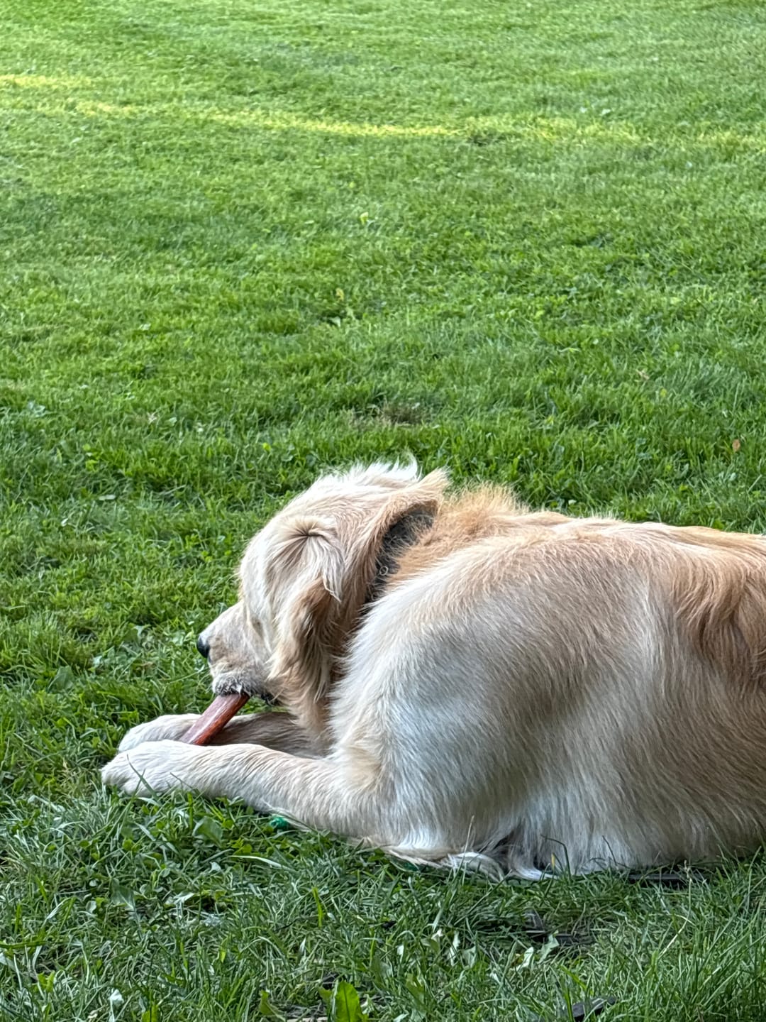Customer photo review of 12 Inch Mega Monster Bully Stick (LIMITED)