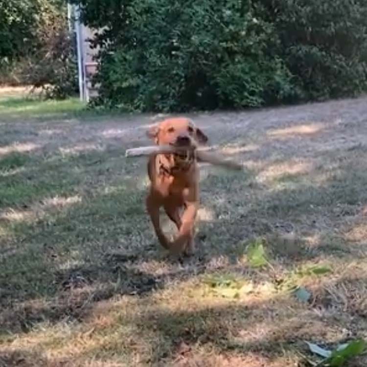 Customer photo review of Tvati Pet