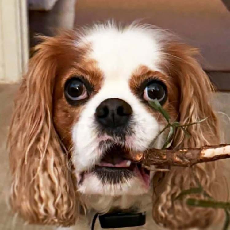 Customer photo review of Tvati Pet