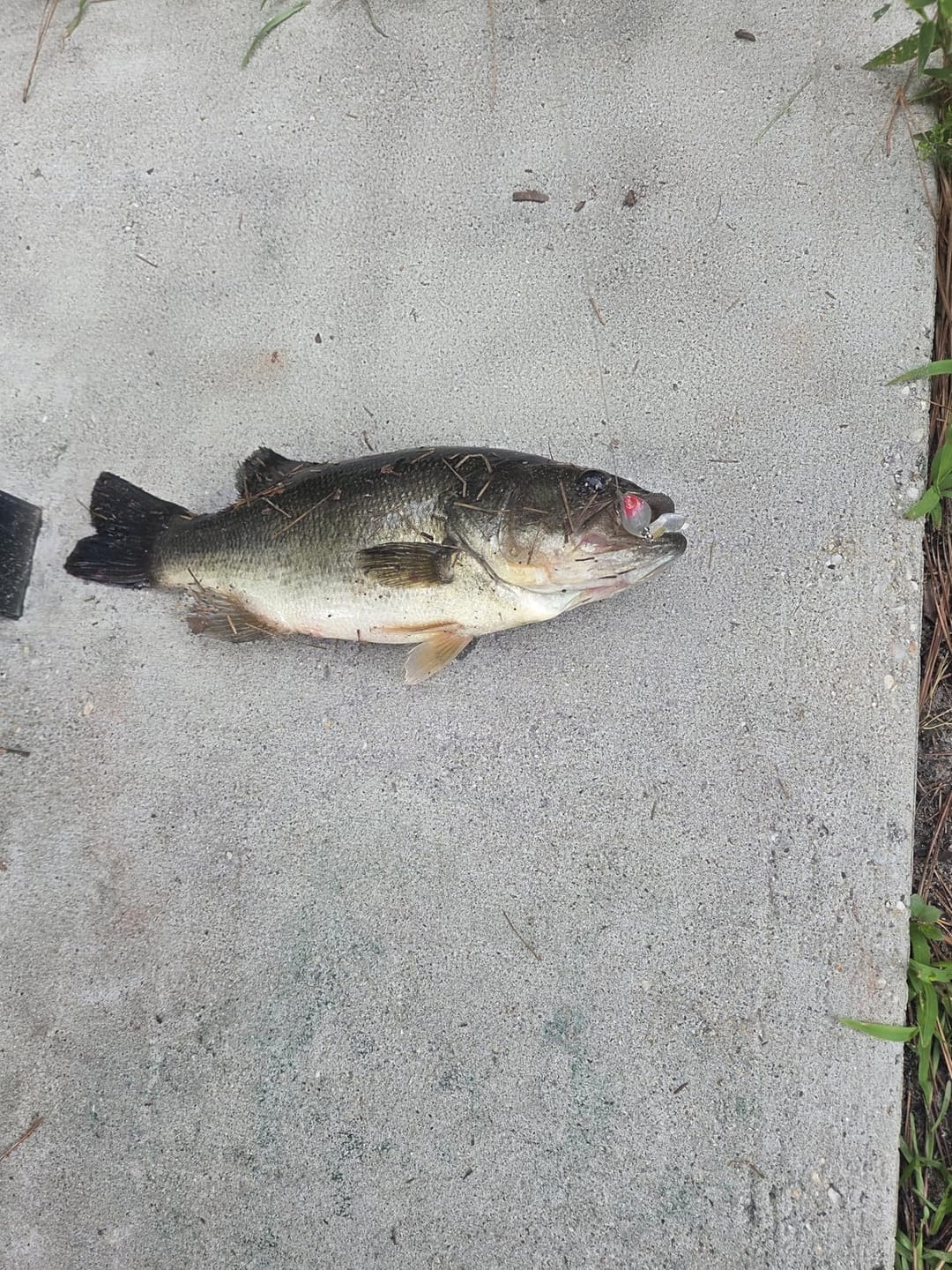 Customer photo review of Shadtale Soft Fishing Lures with BKK Hooks
