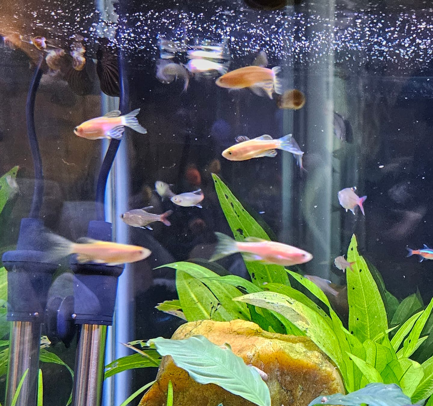 Customer photo review of Longfin Gold Zebra Danio (Danio rerio)(Unsexed)