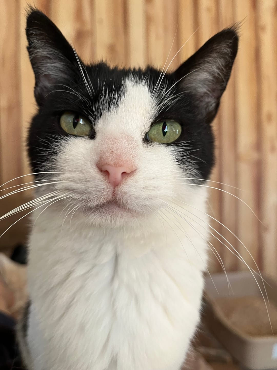 Customer photo review of Feline Biome™ - Probiotic Cat Supplement