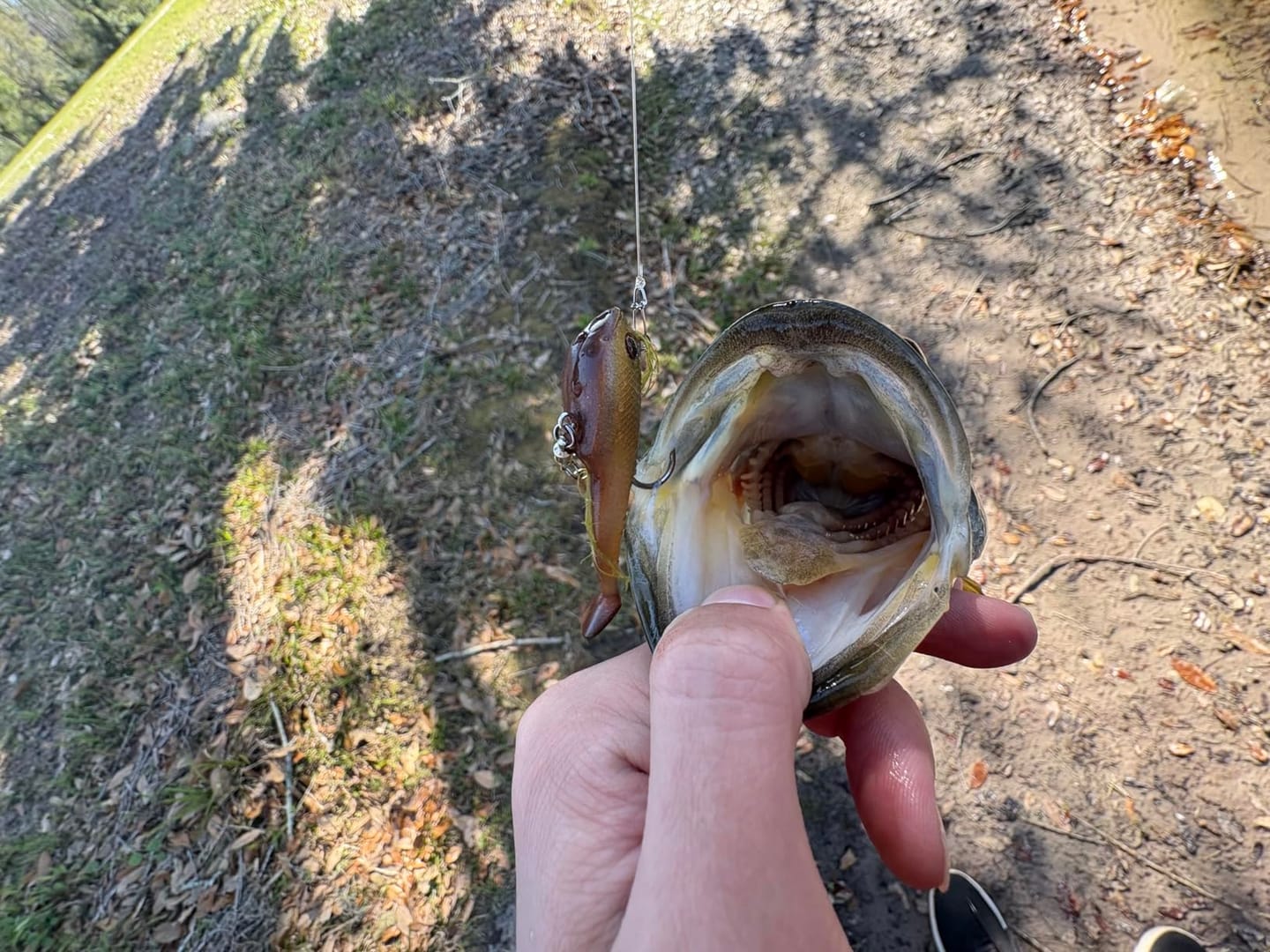 Customer photo review of Shadtale Soft Fishing Lures with BKK Hooks