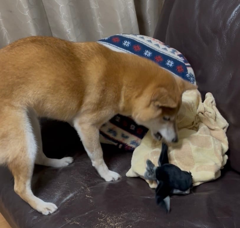 Customer photo review of コウモリキャッチ