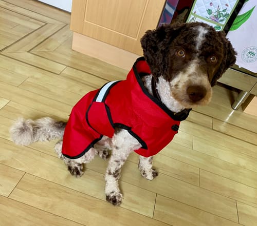 Customer photo review of 3-in-1 Dog Coat