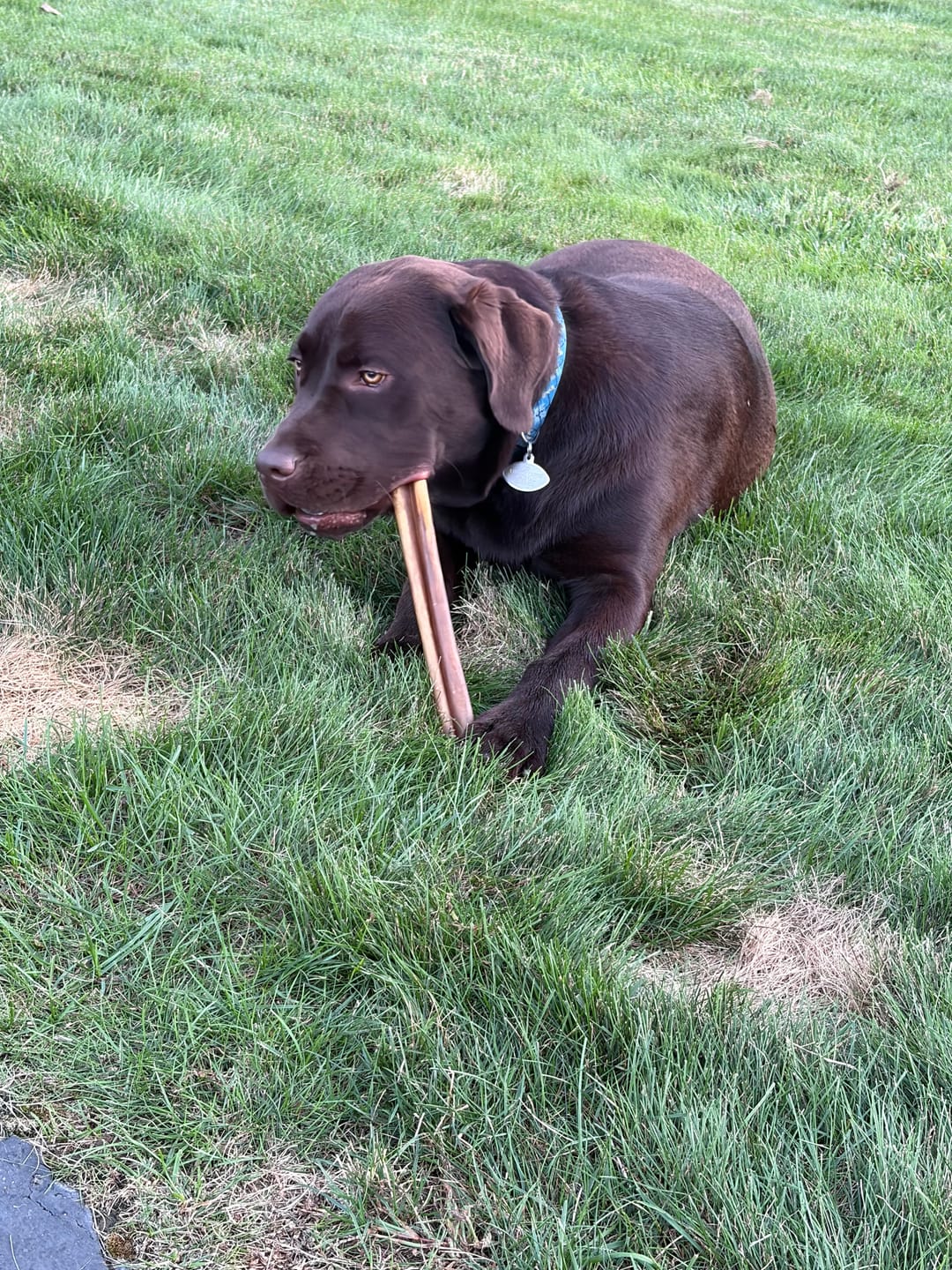 Customer photo review of Super Bull Sticks
