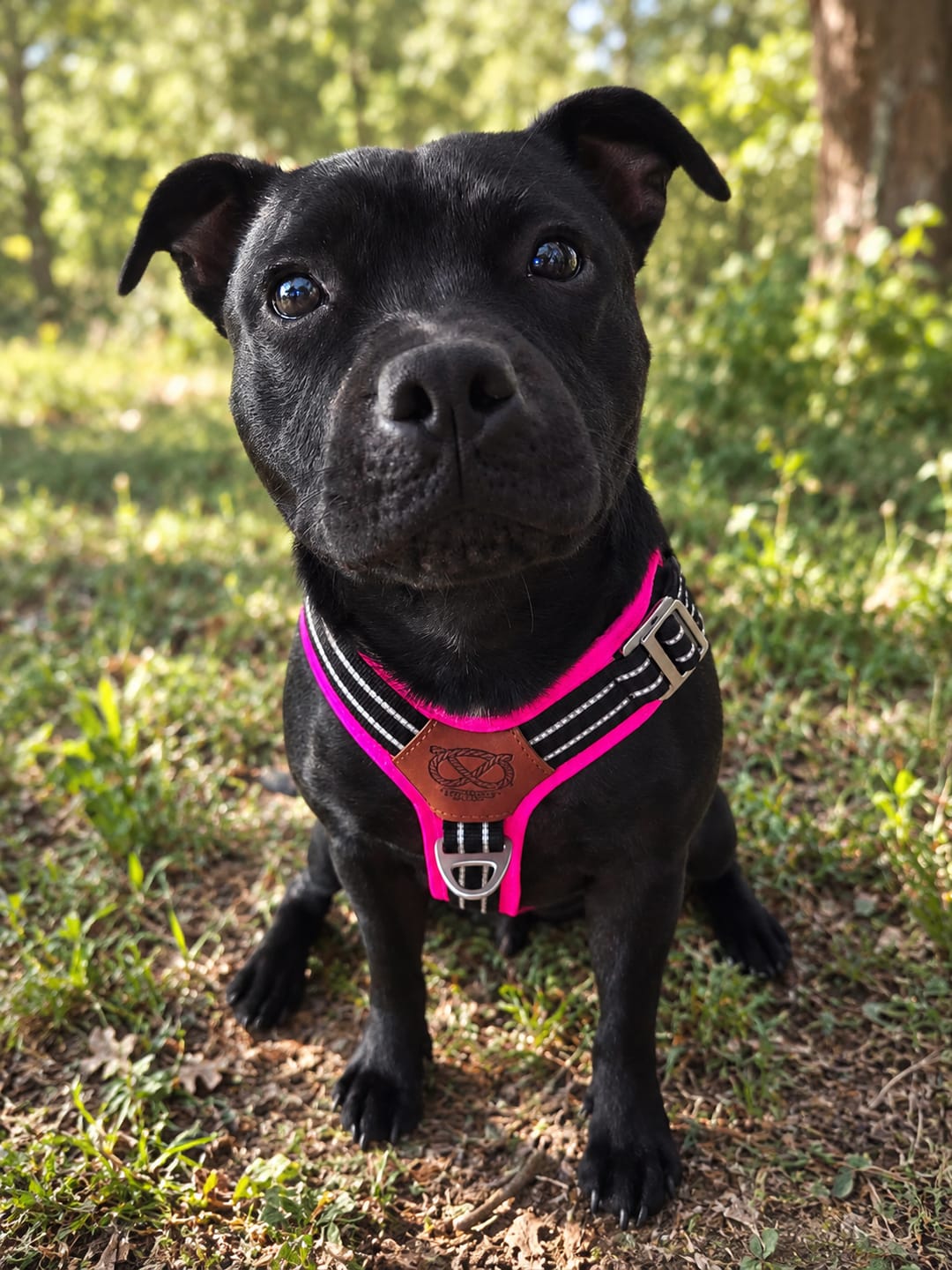 Customer photo review of Staffordshire Bull Terrier 1935® Harness & Leash Set - Black & Neon Pink