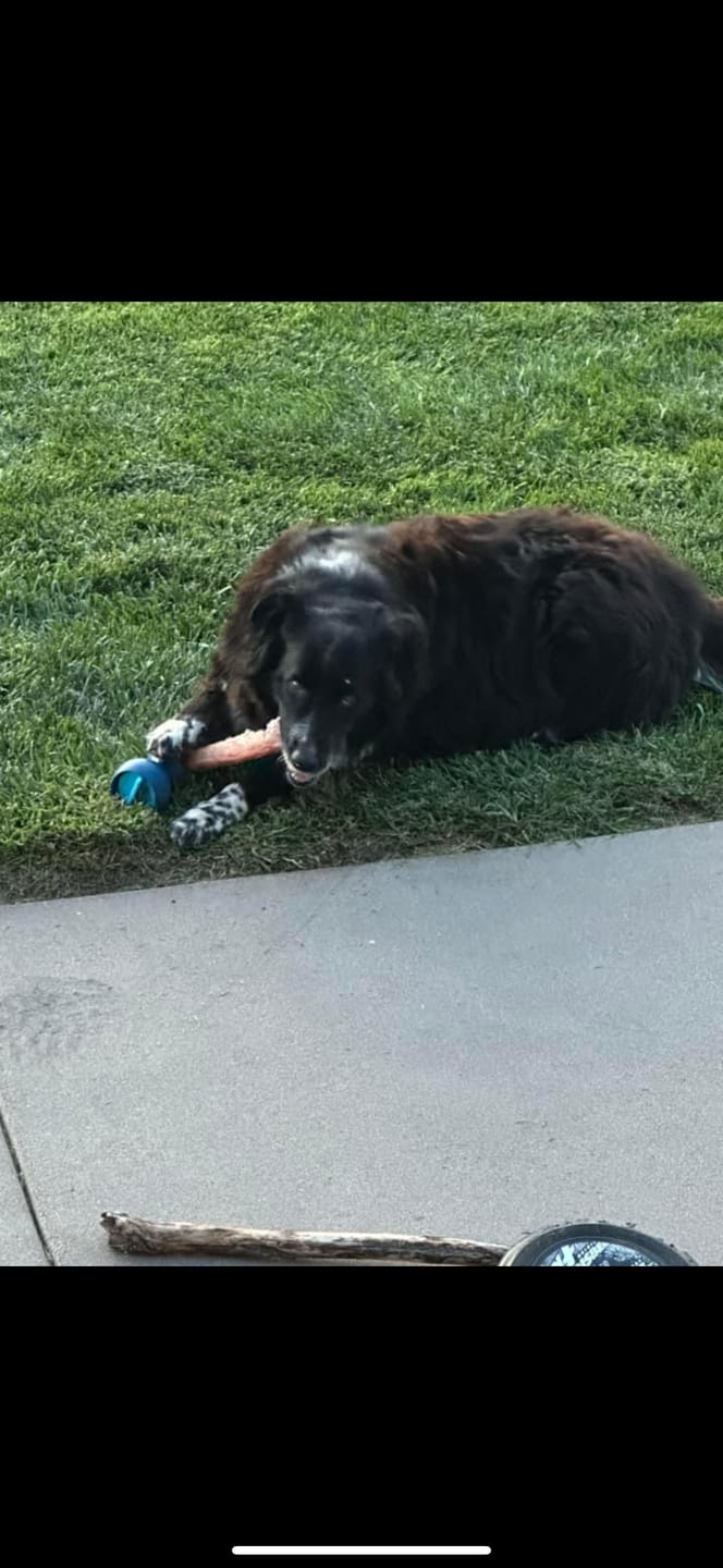 Customer photo review of 12 Inch Monster Bully Stick